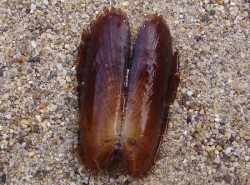 Solemya togata - Solemyidae