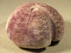 Spatangus purpureus - Spatangidae