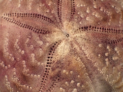 Spatangus purpureus - Spatangidae