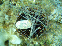 Sphaerechninus granularis - Toxopneustidae