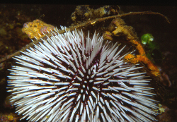 Sphaerechninus granularis - Toxopneustidae