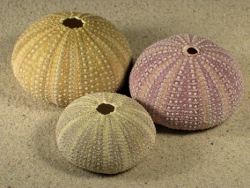 Sphaerechninus granularis - Toxopneustidae