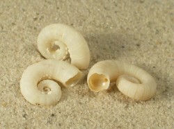 Spirula spirula - Spirulidae