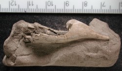 Spirula spirula - Spirulidae