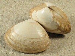 Spisula solida - Mactridae