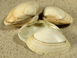 Spisula solida - Mactridae