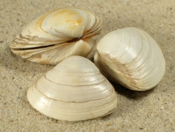 Spisula solida - Mactridae