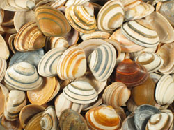 Spisula subtruncata - Mactridae