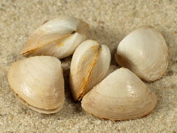 Spisula subtruncata - Mactridae