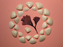 Spisula subtruncata - Mactridae