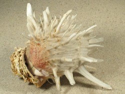 Spondylus americanus - Spondylidae