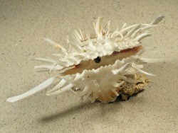 Spondylus americanus - Spondylidae