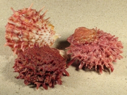 Spondylus variegatus - Spondylidae