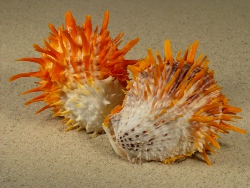 Spondylus butleri - Spondylidae