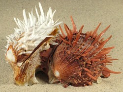 Spondylus echinatus - Spondylidae