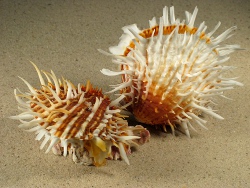 Spondylus echinatus - Spondylidae