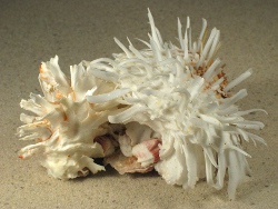 Spondylus echinatus - Spondylidae