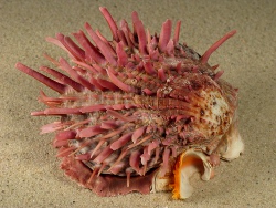 Spondylus echinatus - Spondylidae