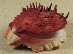Spondylus gaederopus - Spondylidae