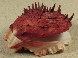 Spondylus gaederopus - Spondylidae