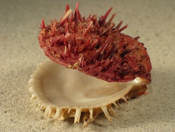 Spondylus gaederopus - Spondylidae