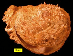 Spondylus gaederopus - Spondylidae