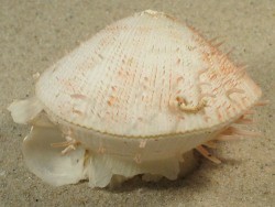 Spondylus occidens - Spondylidae