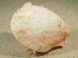 Spondylus occidens - Spondylidae