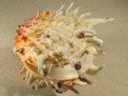 Spondylus crassisquama - Spondylidae