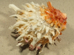 Spondylus crassisquama - Spondylidae