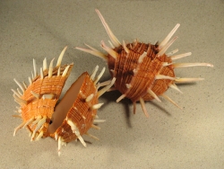 Spondylus regius - Spondylidae