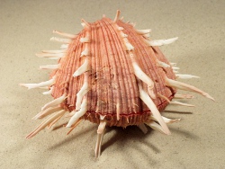 Spondylus regius - Spondylidae