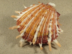 Spondylus sinensis - Spondylidae