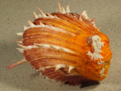 Spondylus sinensis - Spondylidae