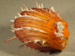 Spondylus sinensis - Spondylidae