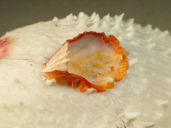 Spondylus varius - Spondylidae