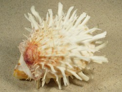 Spondylus variegatus - Spondylidae