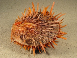 Spondylus versicolor - Spondylidae