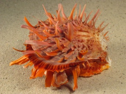 Spondylus versicolor - Spondylidae