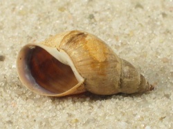 Stagnicola corvus - Lymnaeidae