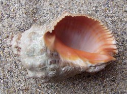 Stramonita haemastoma - Muricidae