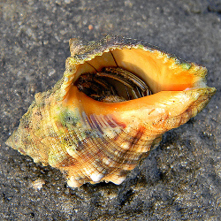 Stramonita haemastoma - Muricidae