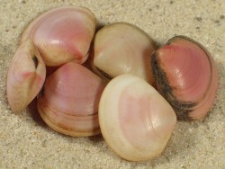 Strigilla pseudocarnaria - Tellinidae