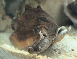 Strombus alatus - Strombidae