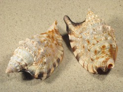 Euprotomus aratrum - Strombidae