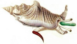 Euprotomus aurisdianae - Strombidae