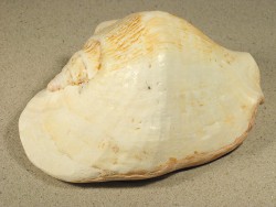 Sinustrombus latissimus - Strombidae