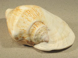 Sinustrombus latissimus - Strombidae