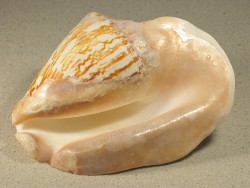 Sinustrombus latissimus - Strombidae