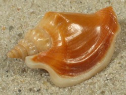 Dolomena minima - Strombidae